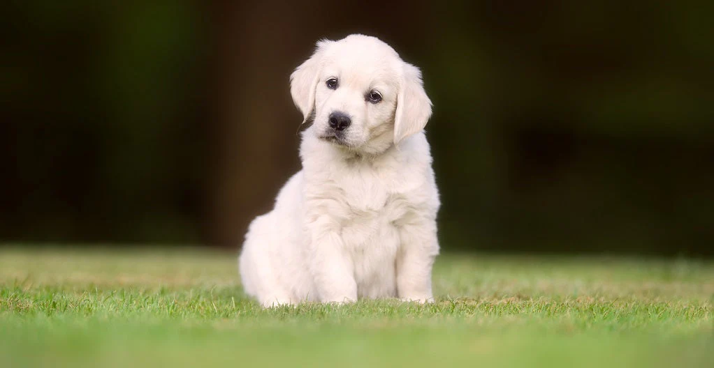 Cool Dog in Glasses