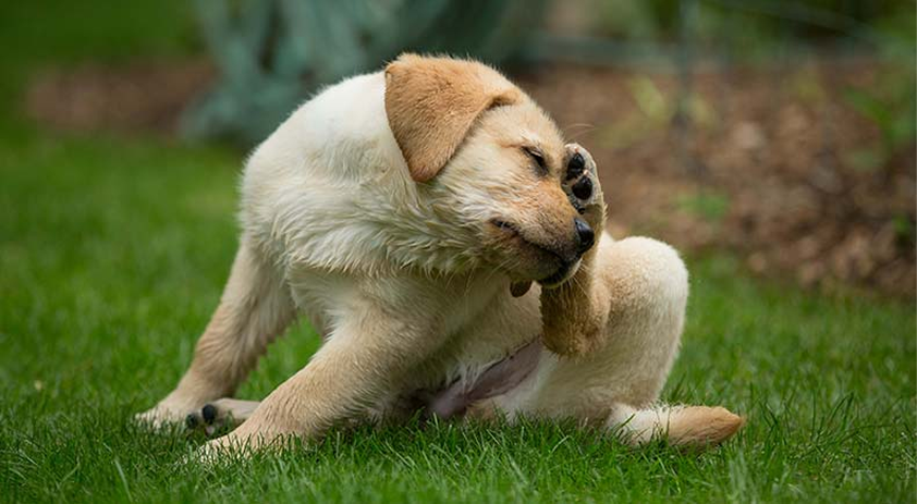 Dog scratching