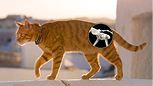 Cat drinking water