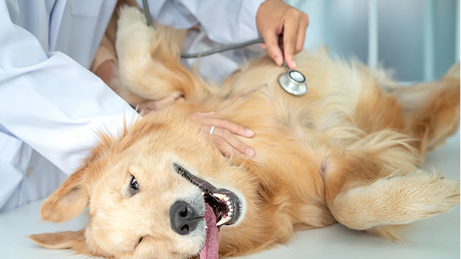 Cat hip injury
